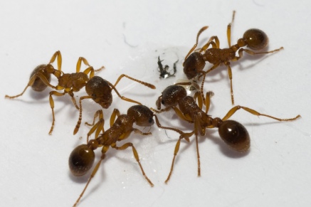 Уничтожение муравьев   в Рублёво 
