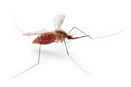 Уничтожение комаров   в Рублёво 